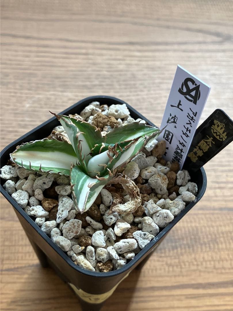 速達【鉢ごと発送】①発根済み　アガべ　チタノタ　太陽神錦　白中斑　TC 永久錦