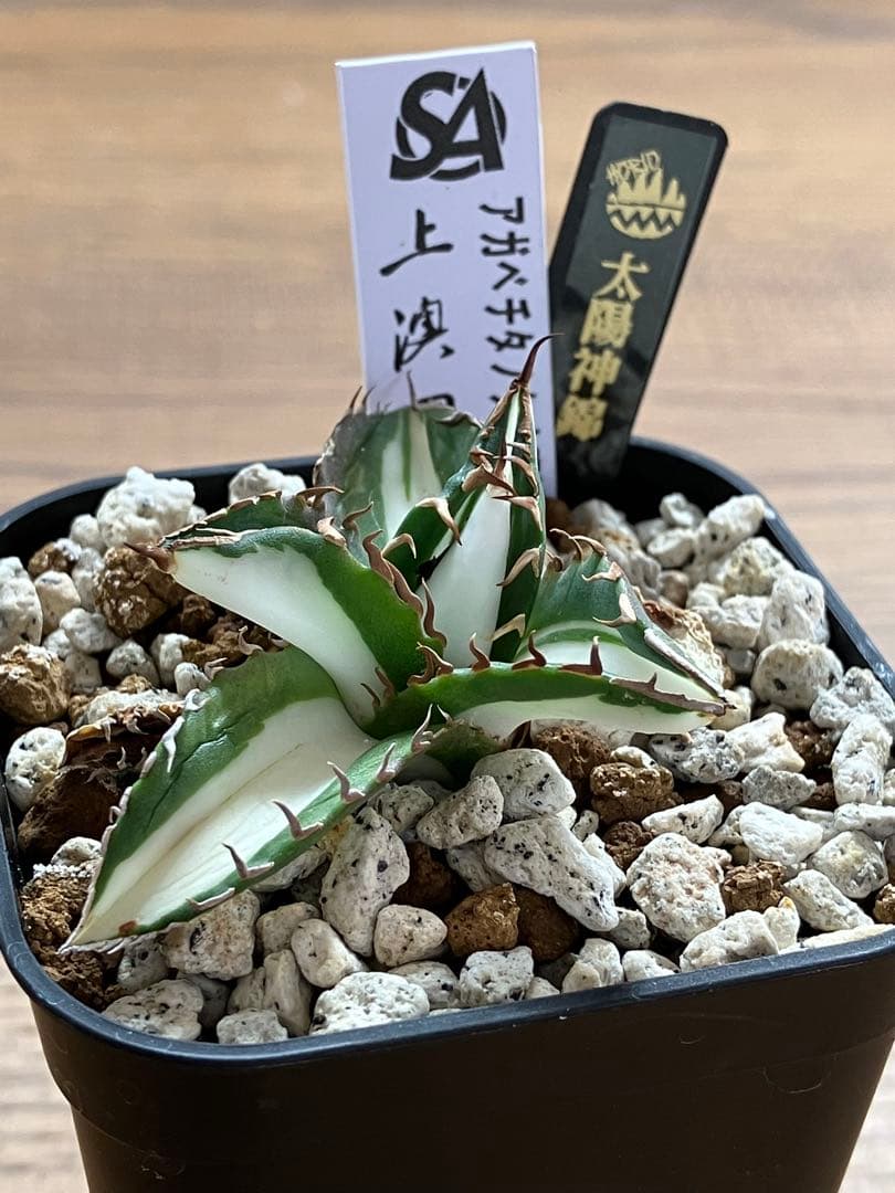 速達【鉢ごと発送】①発根済み　アガべ　チタノタ　太陽神錦　白中斑　TC 永久錦