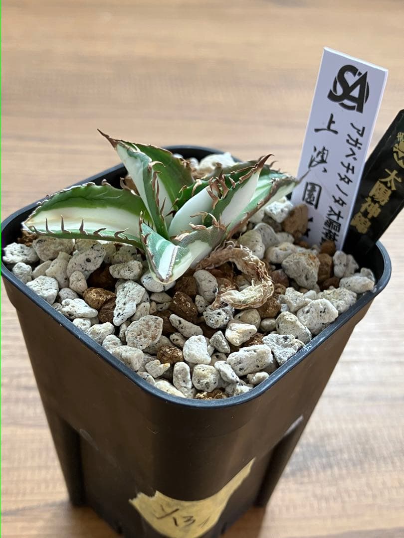 速達【鉢ごと発送】①発根済み　アガべ　チタノタ　太陽神錦　白中斑　TC 永久錦