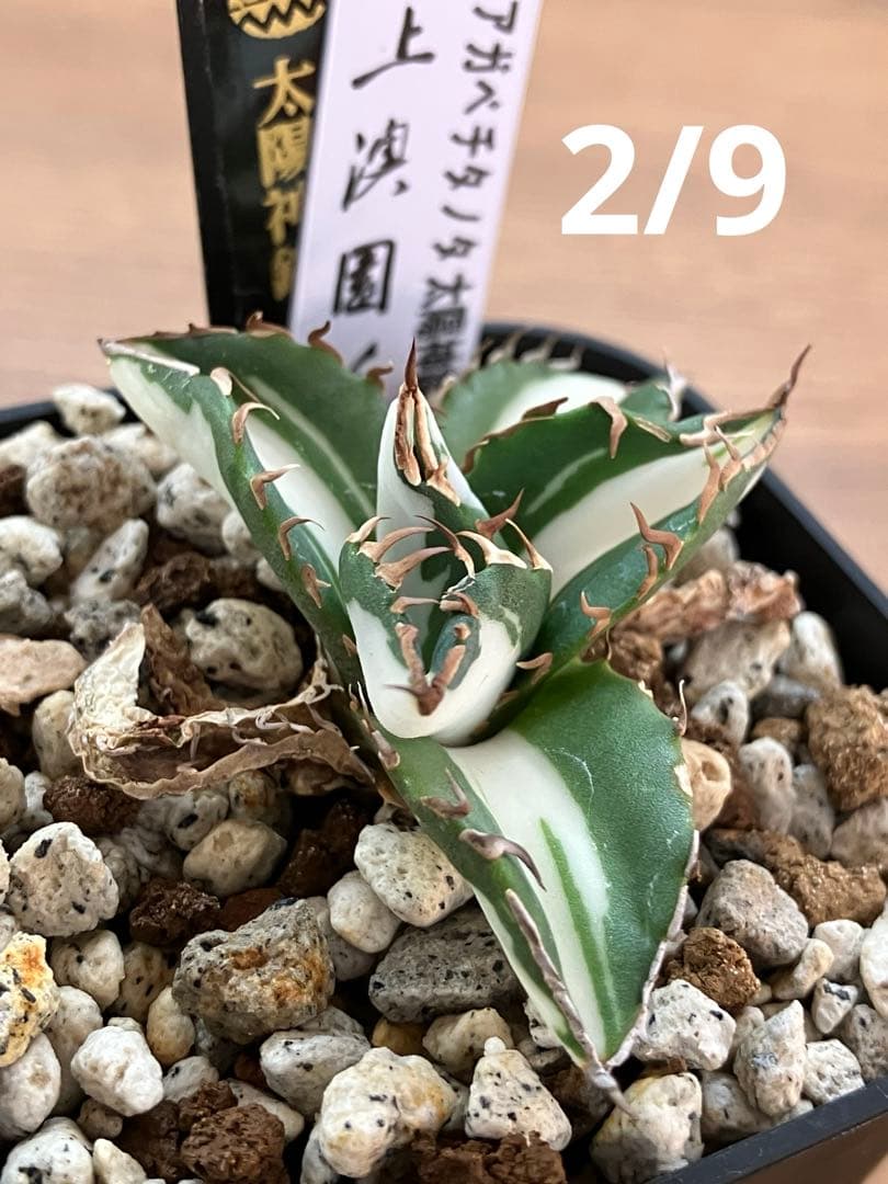 速達【鉢ごと発送】①発根済み　アガべ　チタノタ　太陽神錦　白中斑　TC 永久錦