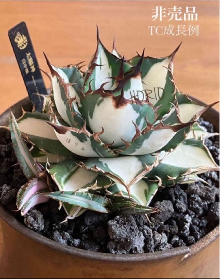 速達【鉢ごと発送】①発根済み　アガべ　チタノタ　太陽神錦　白中斑　TC 永久錦