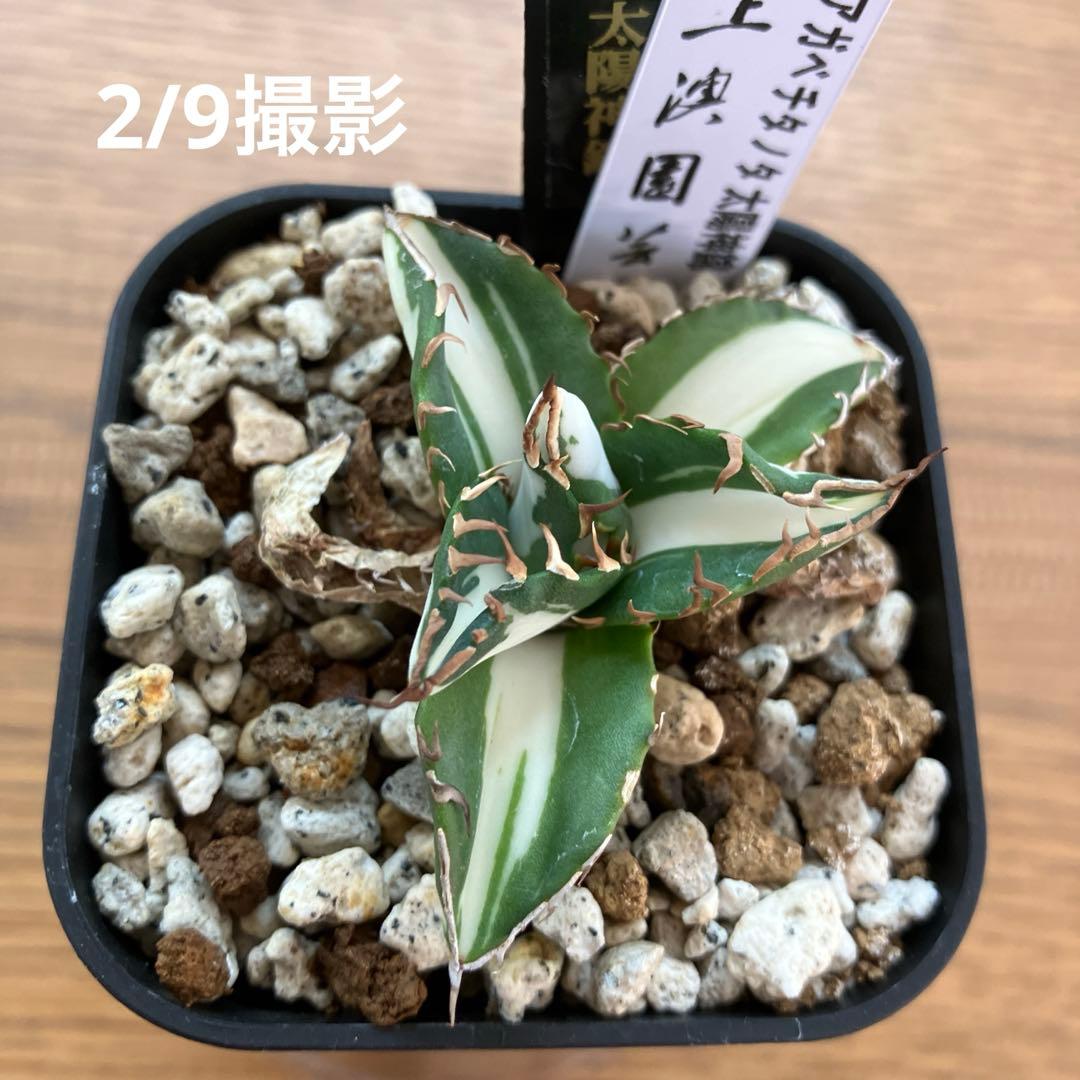 速達【鉢ごと発送】①発根済み　アガべ　チタノタ　太陽神錦　白中斑　TC 永久錦