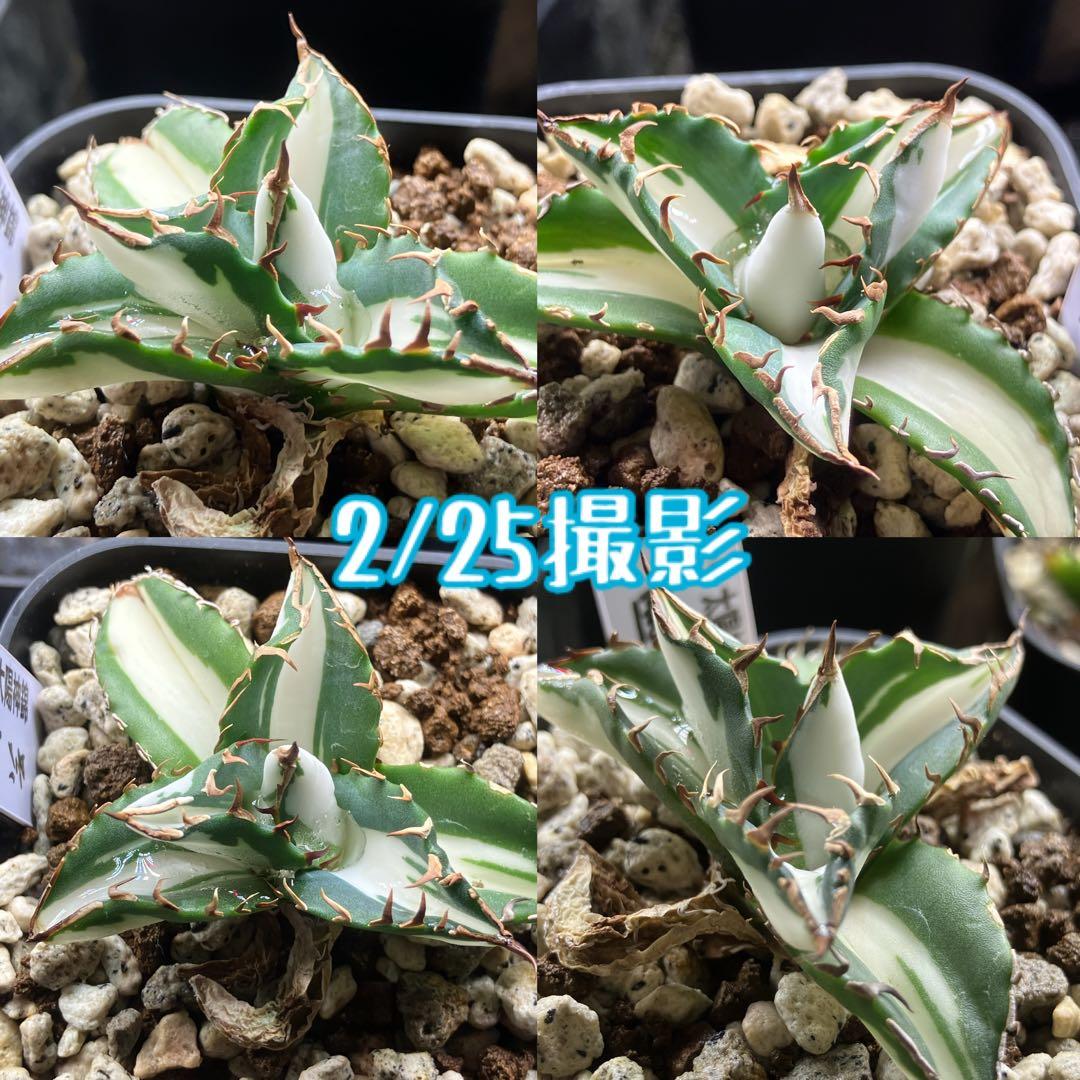 速達【鉢ごと発送】①発根済み　アガべ　チタノタ　太陽神錦　白中斑　TC 永久錦