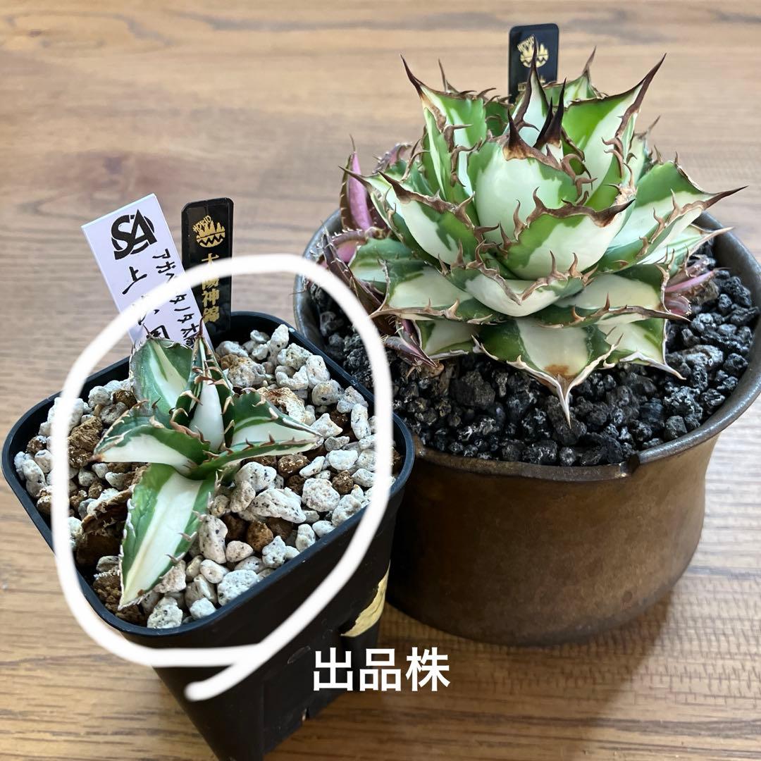 速達【鉢ごと発送】①発根済み　アガべ　チタノタ　太陽神錦　白中斑　TC 永久錦