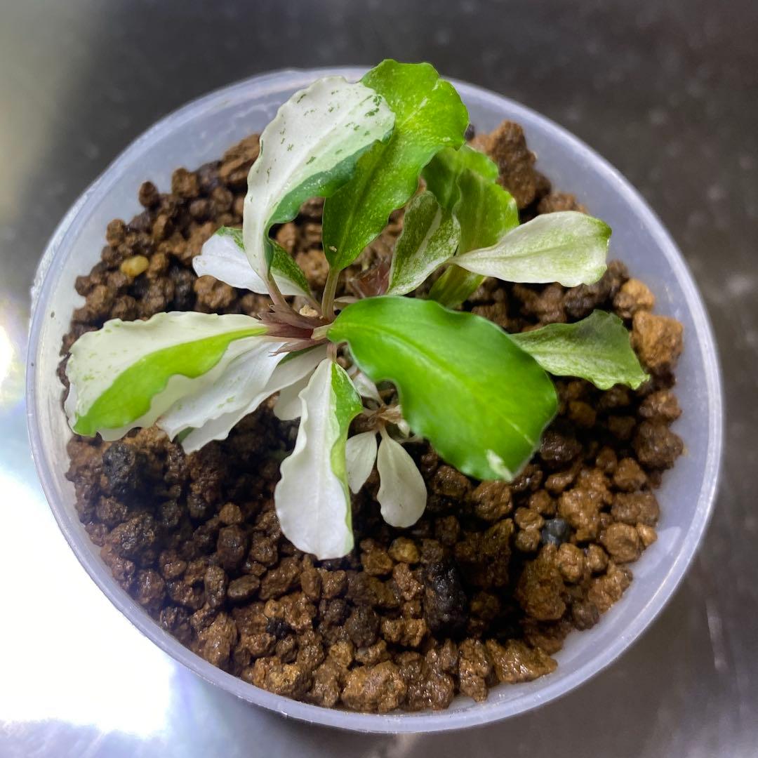 Bucephalandra sp.Variegatedバリエガータ