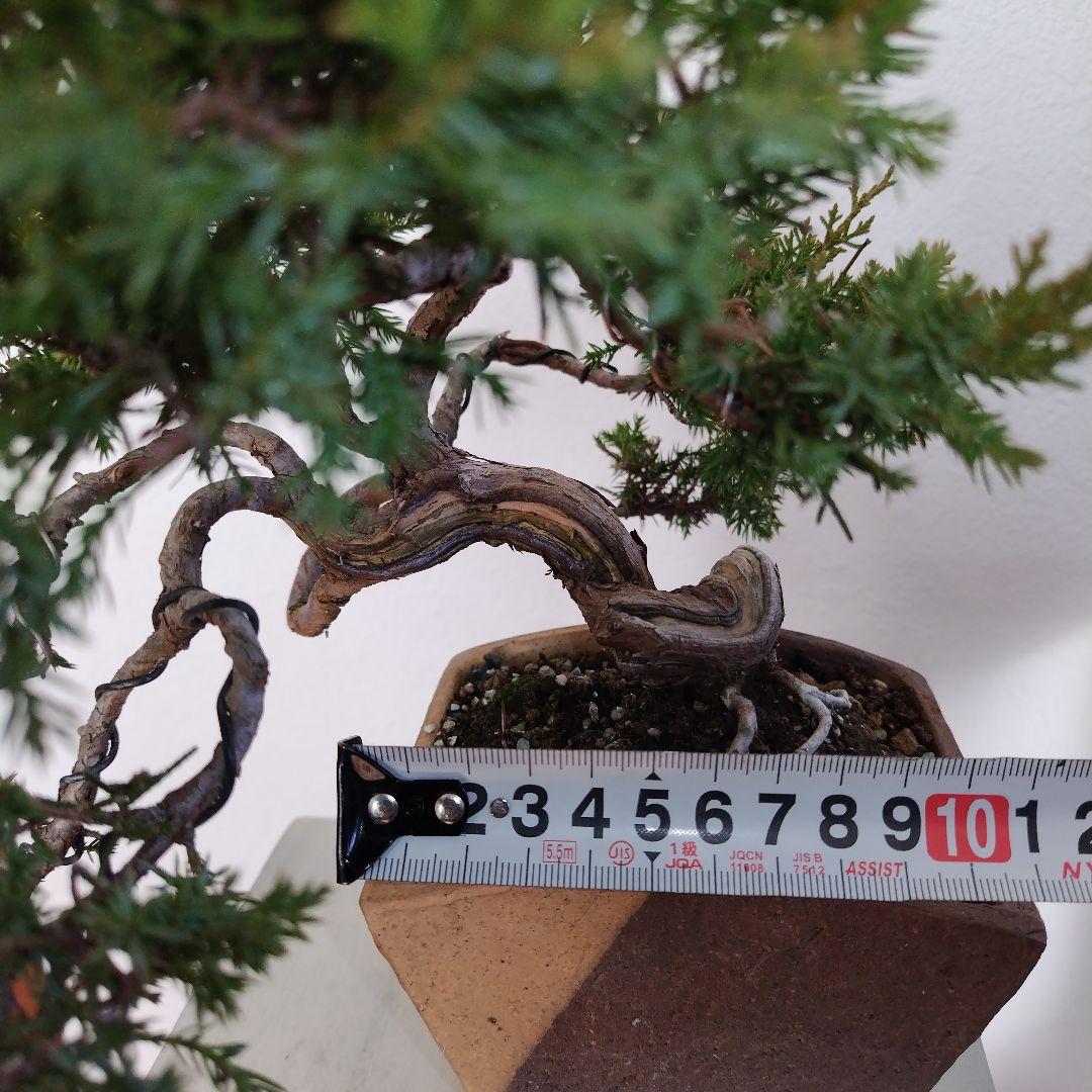 糸魚川真柏Ｈ（シャリ） 変わり鉢