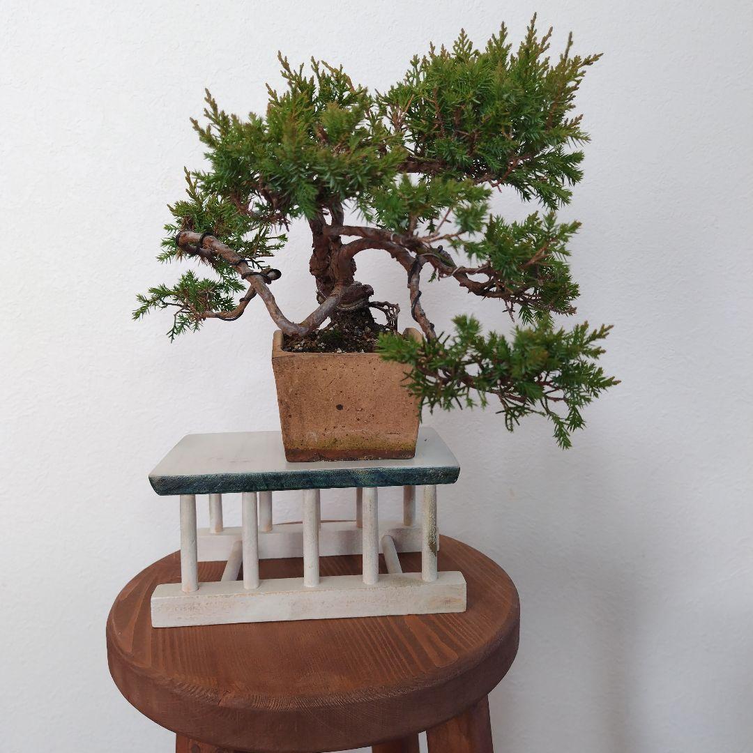 糸魚川真柏Ｈ（シャリ） 変わり鉢