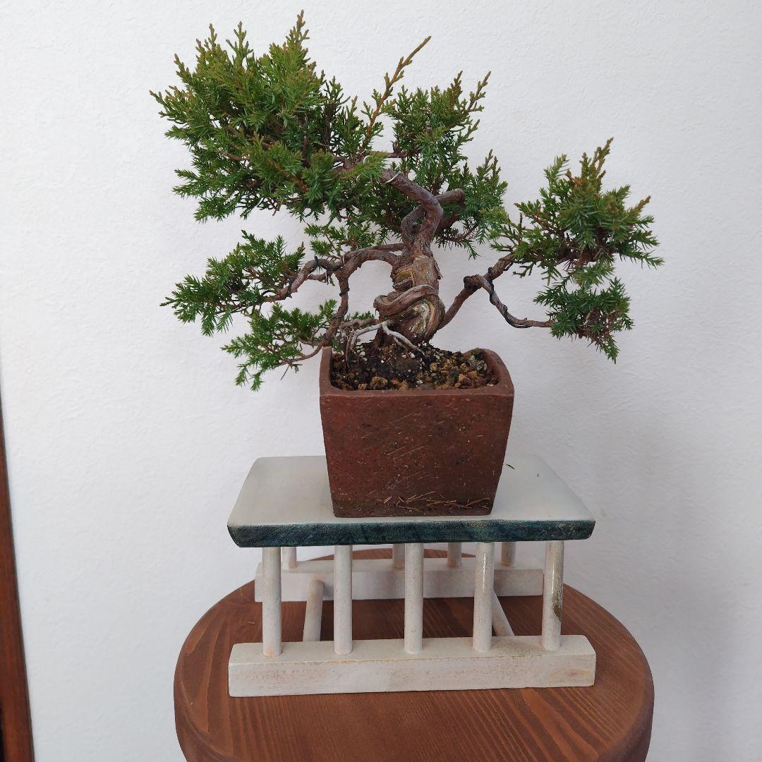 糸魚川真柏Ｈ（シャリ） 変わり鉢