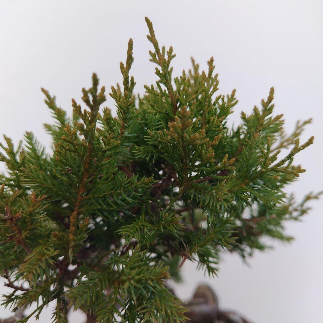 糸魚川真柏Ｈ（シャリ） 変わり鉢