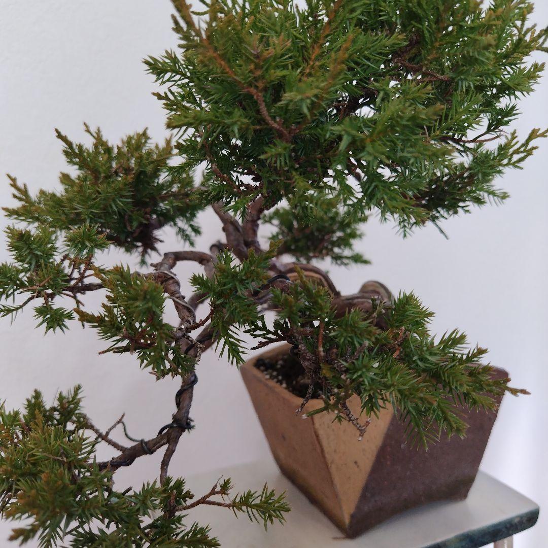 糸魚川真柏Ｈ（シャリ） 変わり鉢