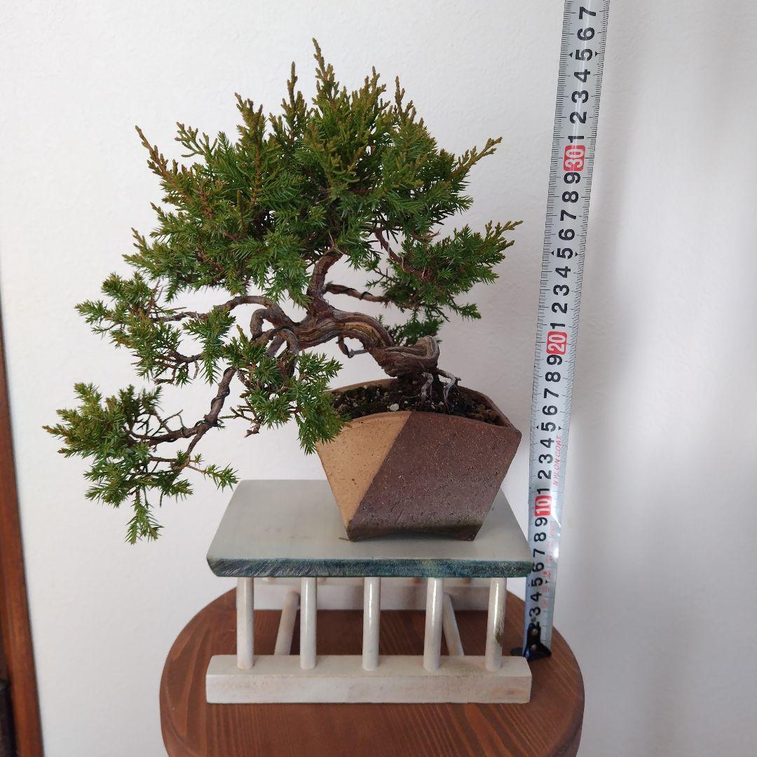 糸魚川真柏Ｈ（シャリ） 変わり鉢