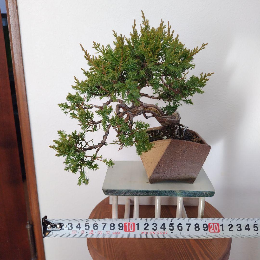 糸魚川真柏Ｈ（シャリ） 変わり鉢