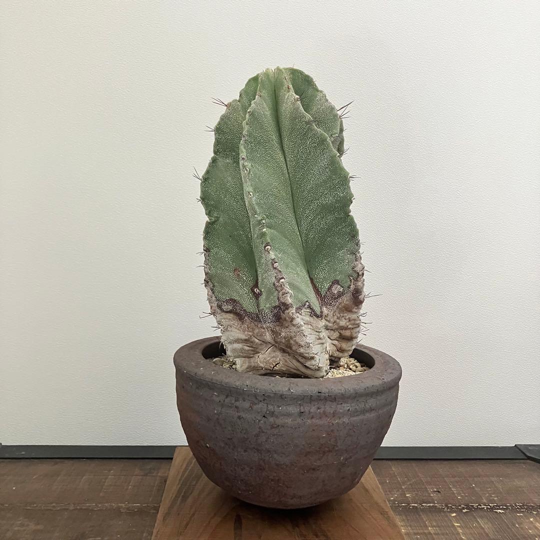 アストロフィツム・螺旋盤石　鉢付き