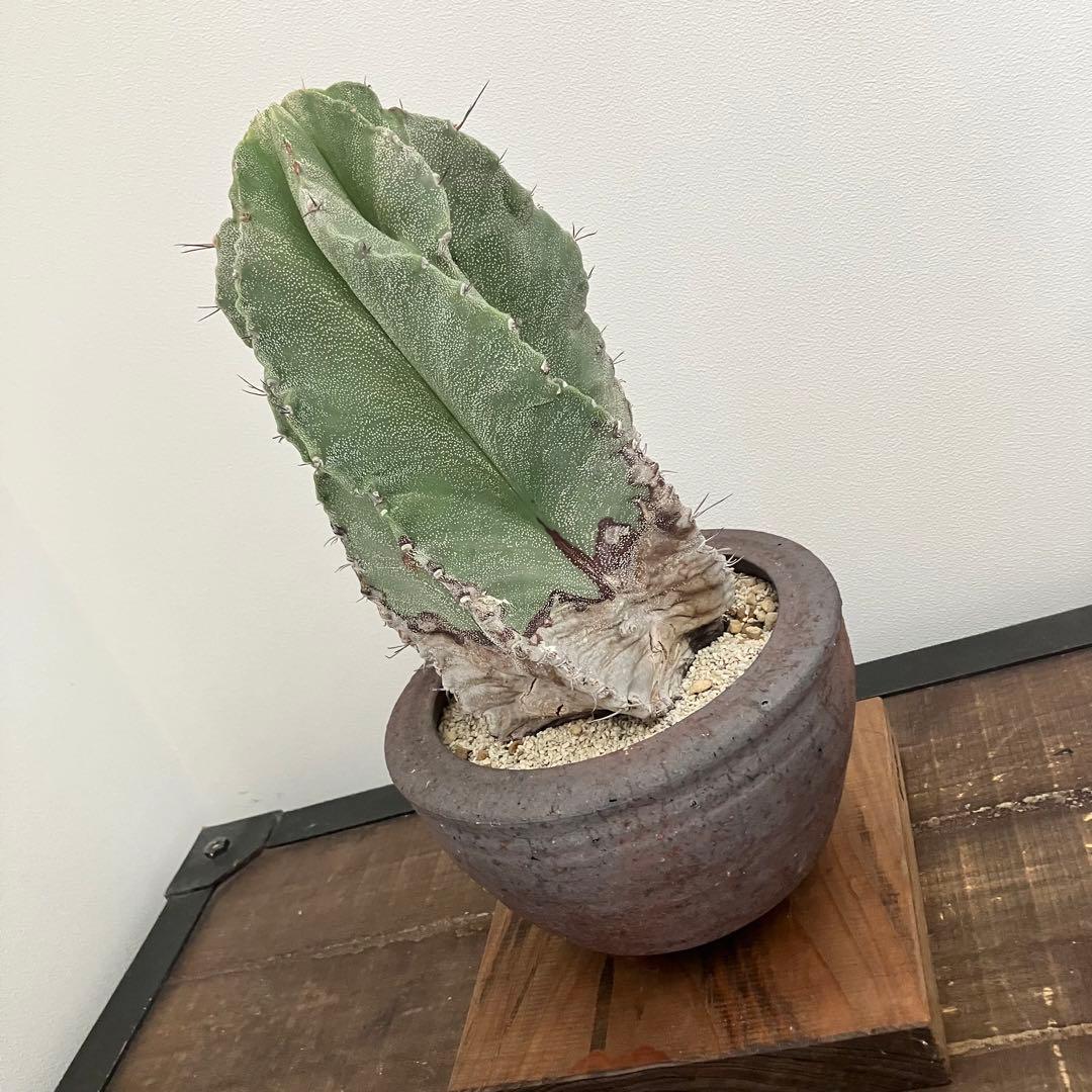 アストロフィツム・螺旋盤石　鉢付き