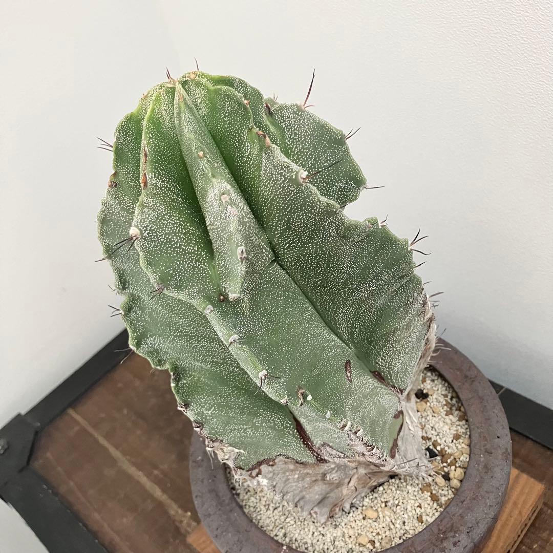 アストロフィツム・螺旋盤石　鉢付き