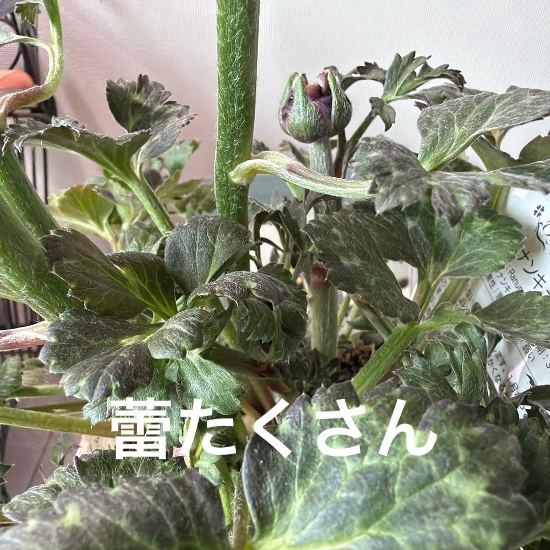 【レア】斑入り　ラナンキュラス　ダークワインレッド　ポット苗《2/14》