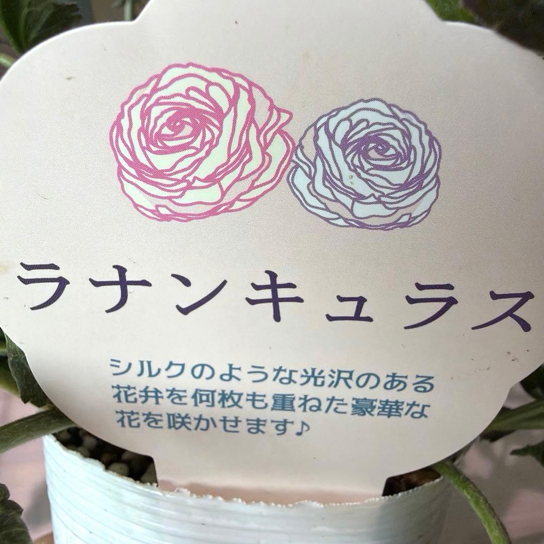 【レア】斑入り　ラナンキュラス　ダークワインレッド　ポット苗《2/14》