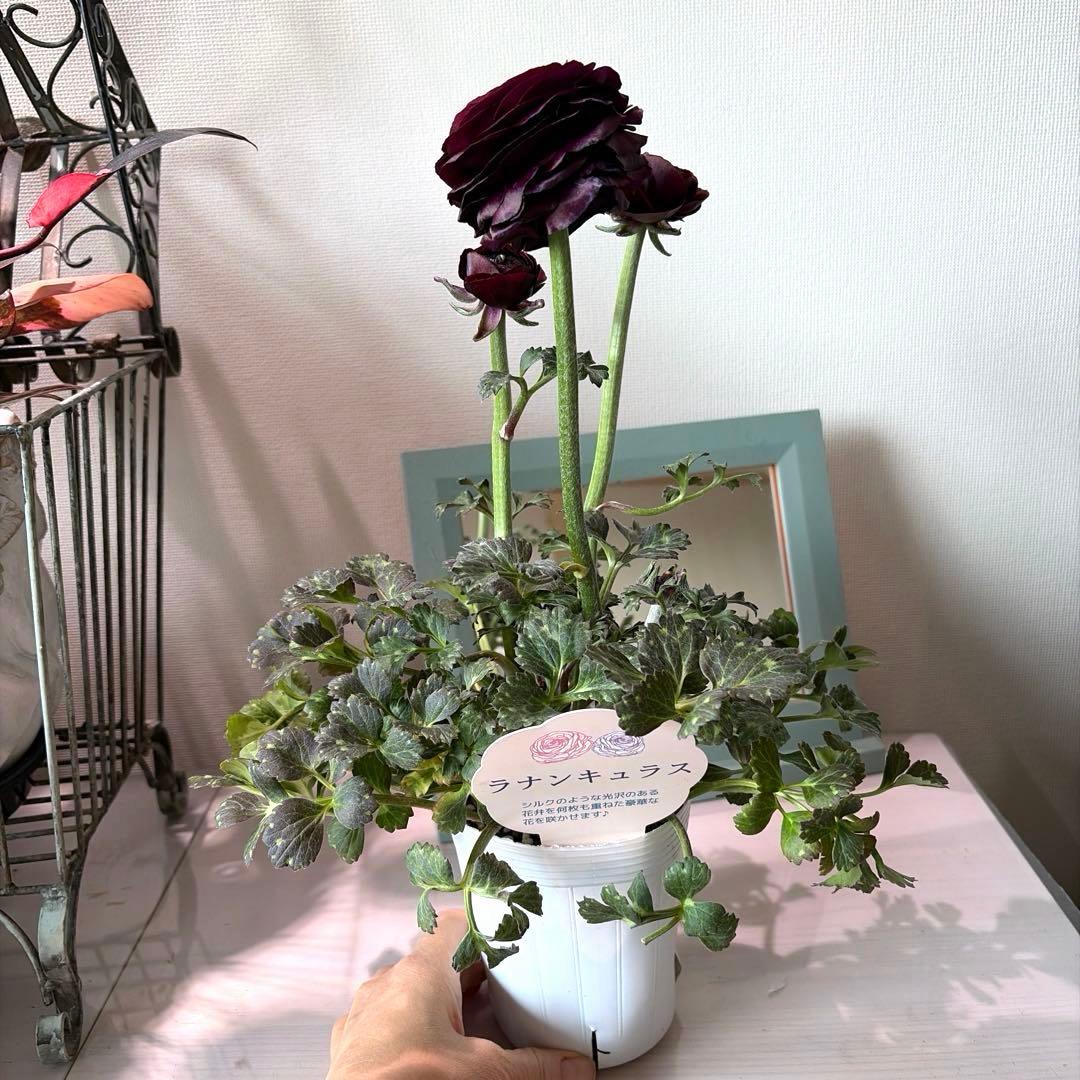 【レア】斑入り　ラナンキュラス　ダークワインレッド　ポット苗《2/14》