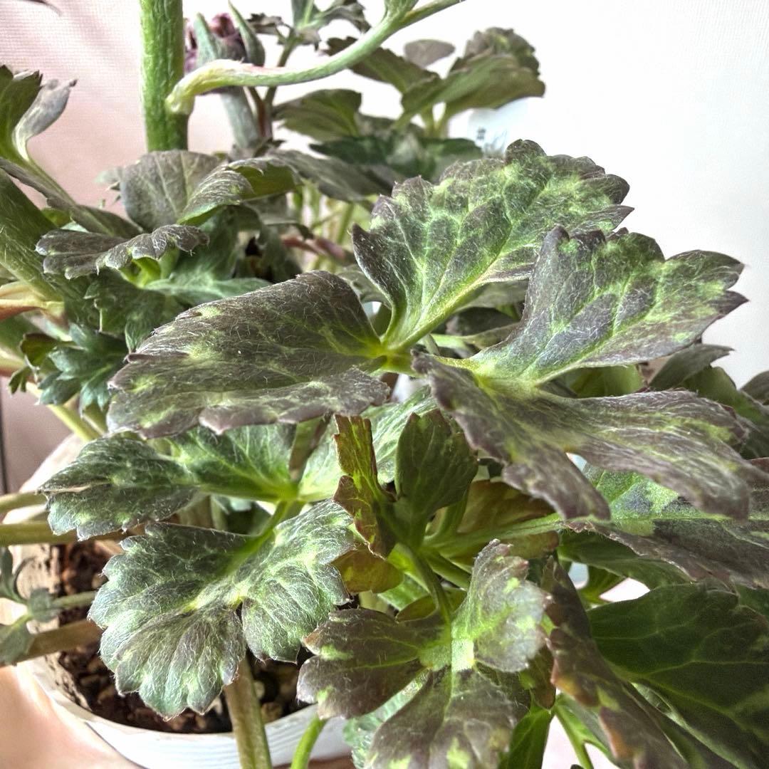 【レア】斑入り　ラナンキュラス　ダークワインレッド　ポット苗《2/14》