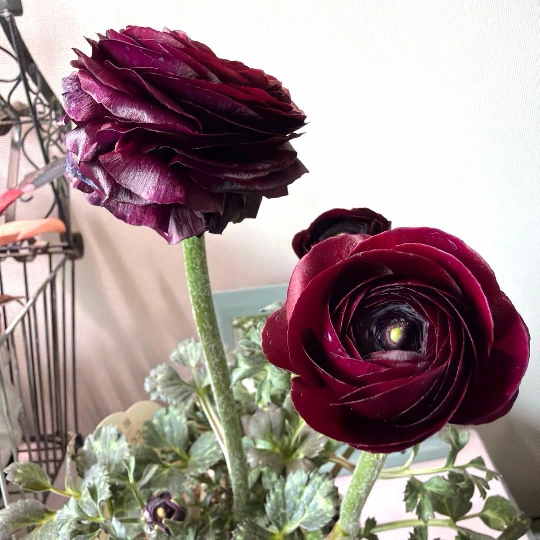 【レア】斑入り　ラナンキュラス　ダークワインレッド　ポット苗《2/14》