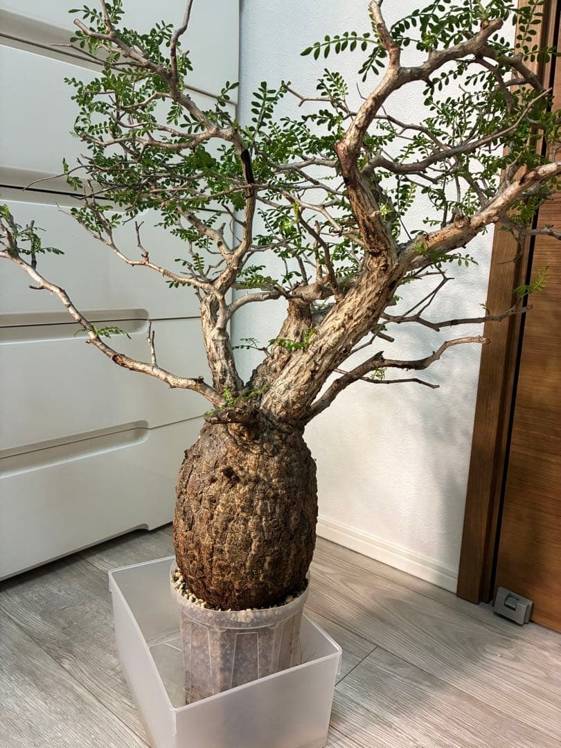 【雌株】オペルクリカリア パキプス　発根済み　メス株