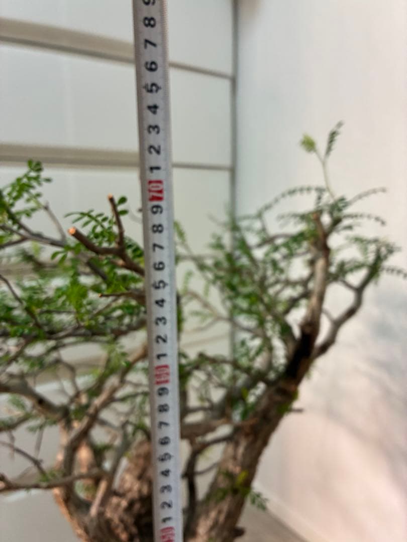 【雌株】オペルクリカリア パキプス　発根済み　メス株