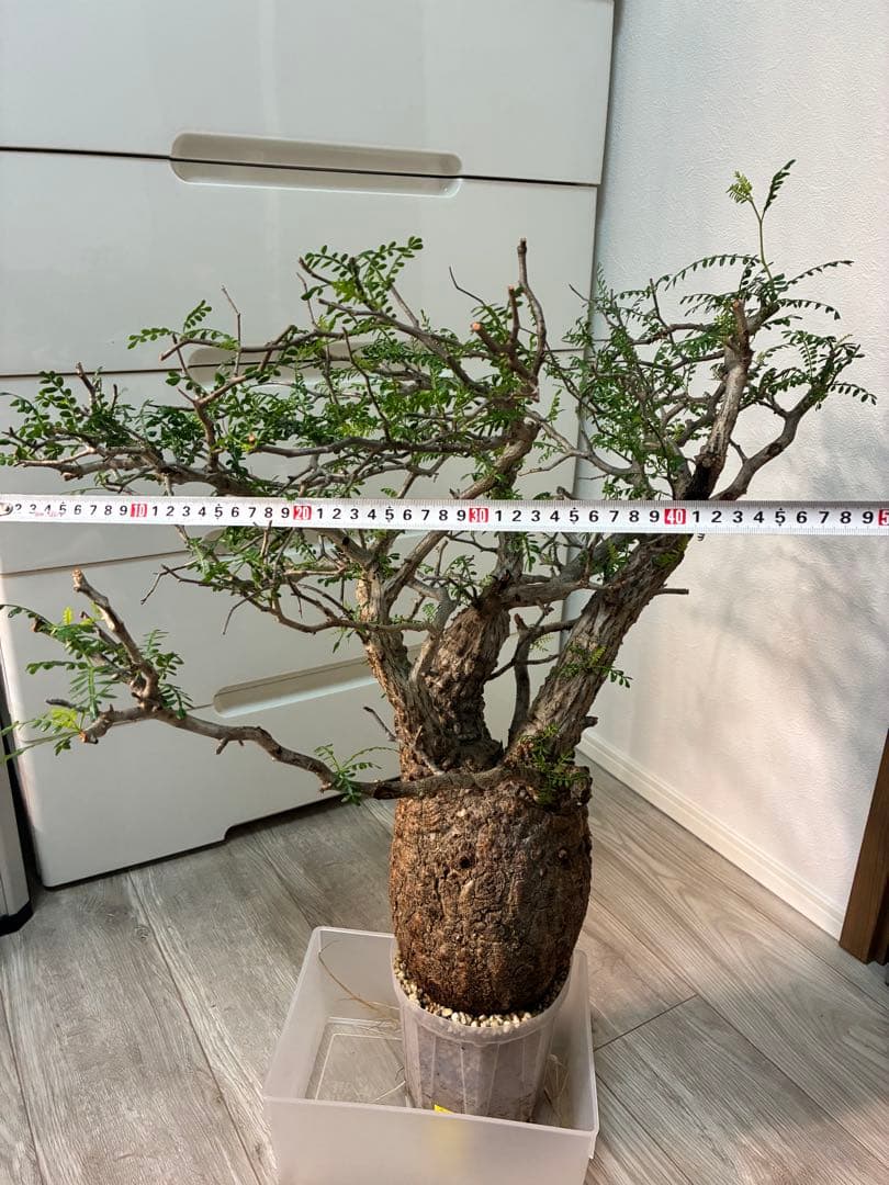 【雌株】オペルクリカリア パキプス　発根済み　メス株