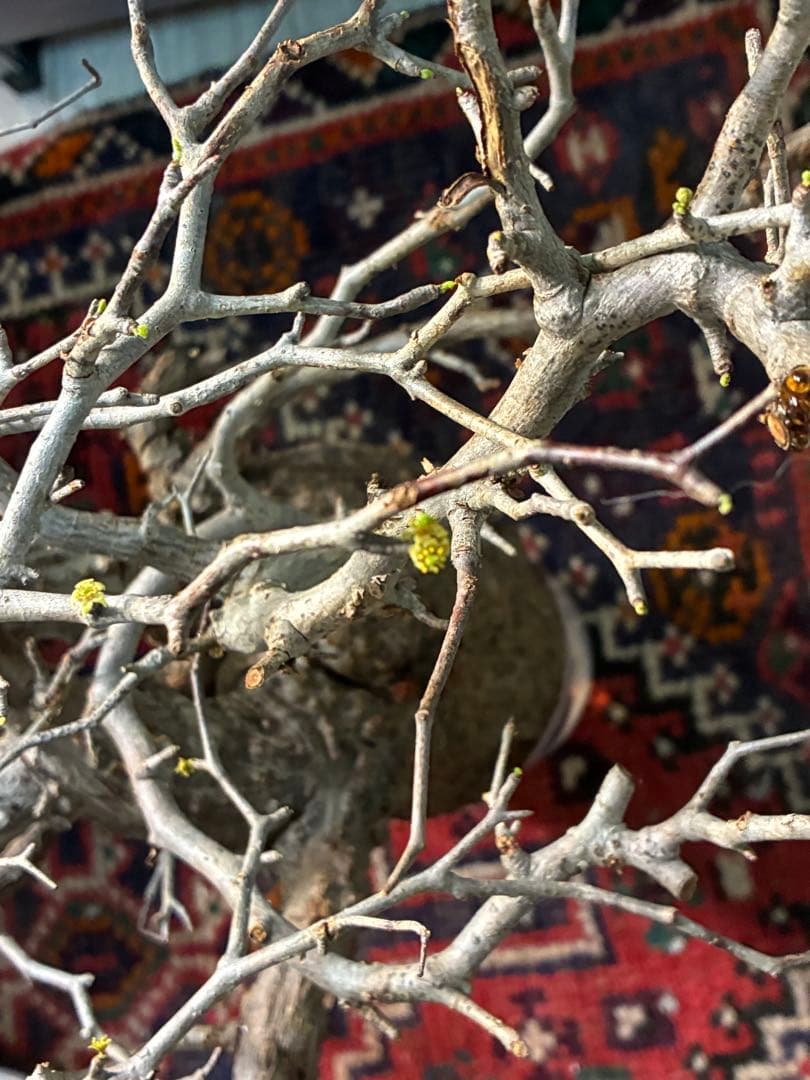 【雌株】オペルクリカリア パキプス　発根済み　メス株