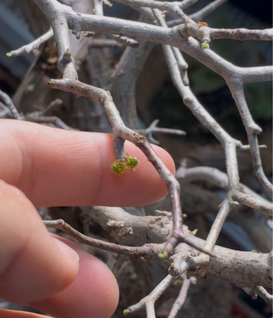 【雌株】オペルクリカリア パキプス　発根済み　メス株