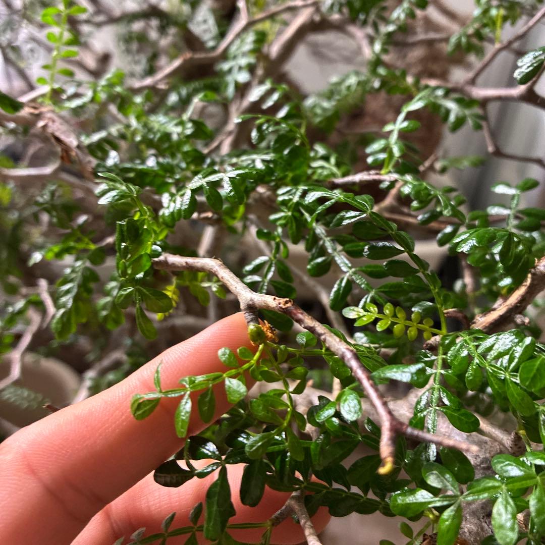 【雌株】オペルクリカリア パキプス　発根済み　メス株