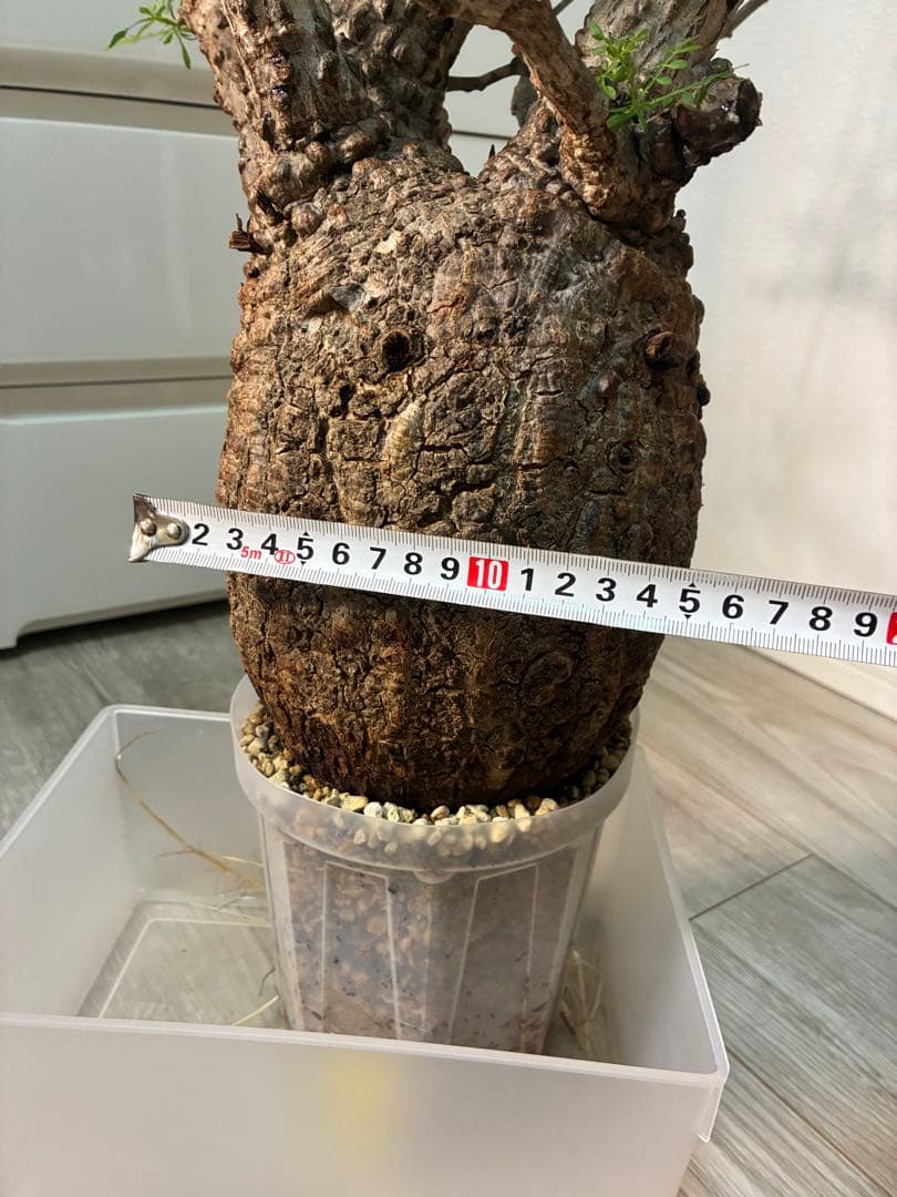 【雌株】オペルクリカリア パキプス　発根済み　メス株