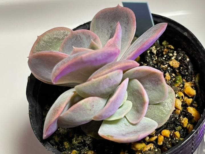 ❤️専用出品❤️ブルーサプライズ錦❤️抜き苗❤️ブルー札