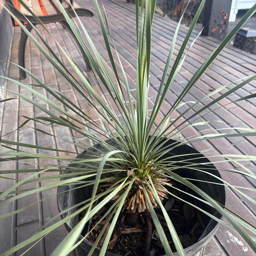 ユッカ ロストラータ　国内　実生　観葉植物 健康的な根元