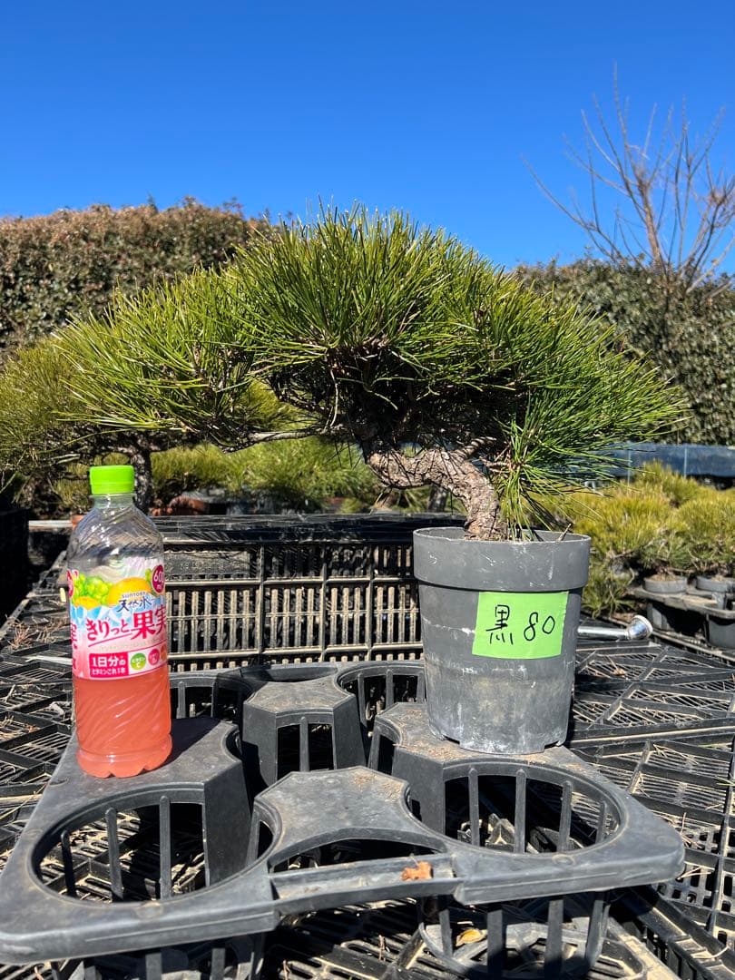 黒松盆栽　中品　格安　80
