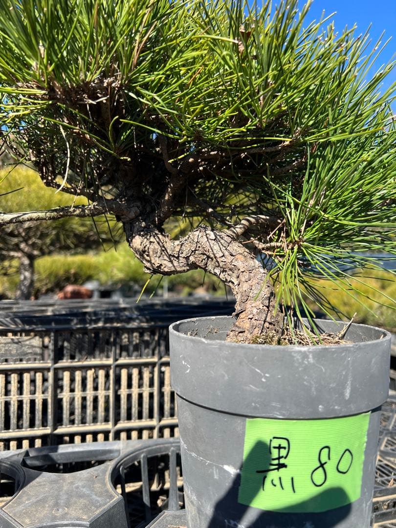 黒松盆栽　中品　格安　80