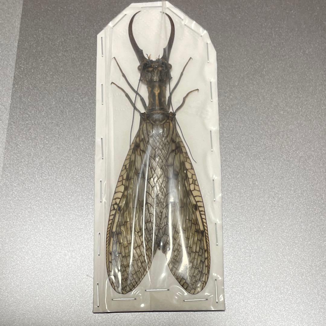 希少　オオキバヘビトンボ　標本