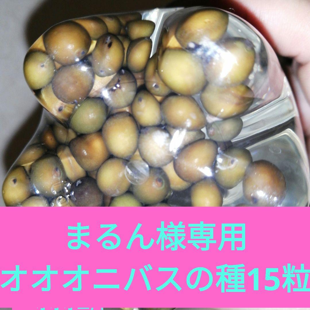 南米原産【オオオニバスの種15粒】