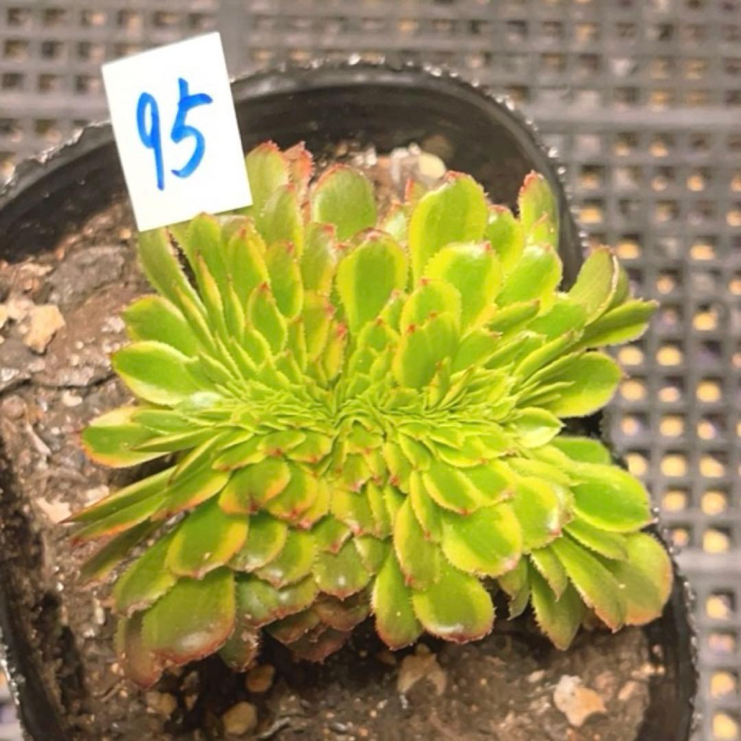 95 #多肉植物ア工オ二ウム錦❤️朝霞錦*NIKA セッカ❤️6cm拨き苗