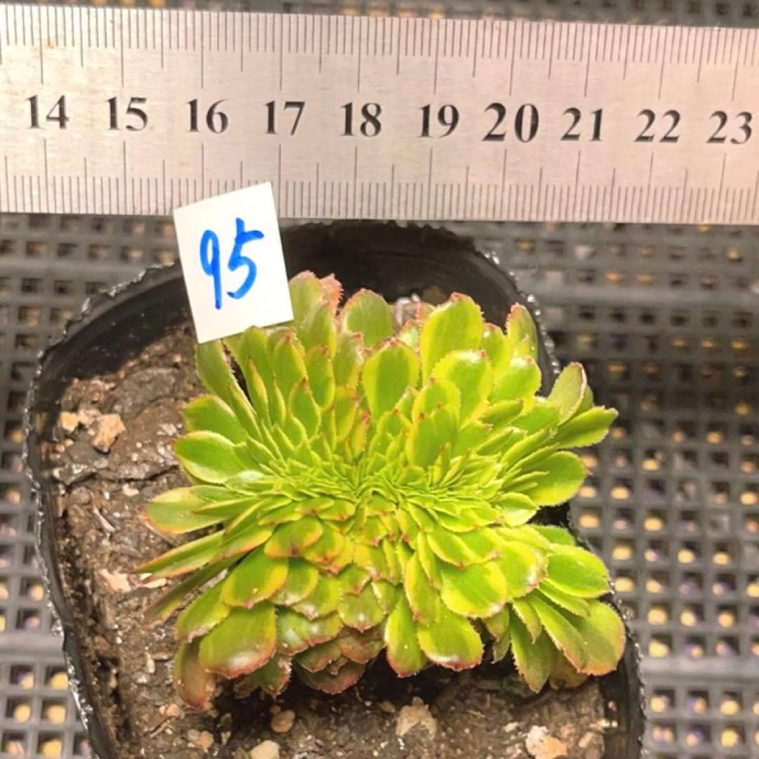 95 #多肉植物ア工オ二ウム錦❤️朝霞錦*NIKA セッカ❤️6cm拨き苗