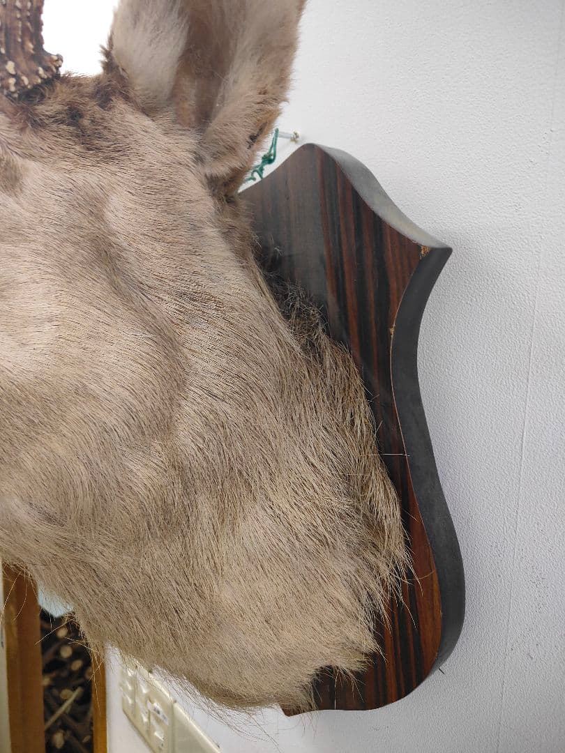 【引取限定】エゾシカ　特大サイズの北海道の蝦夷鹿ハンティングトロフィー