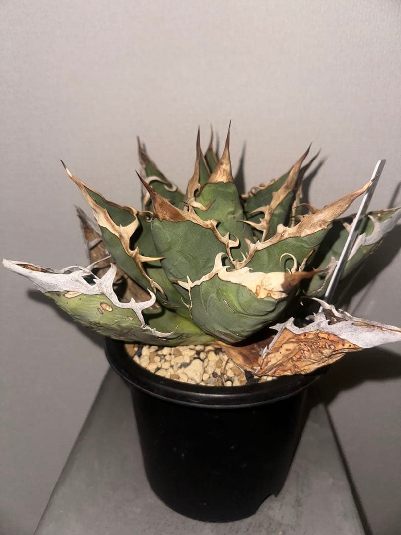 ‼️値下げ‼️アガベ オテロイ オアハカ産 現地株