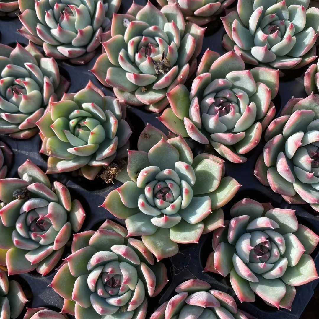 Top【選抜株】23523パシフィックプリンセス 105個　プラグトレー苗