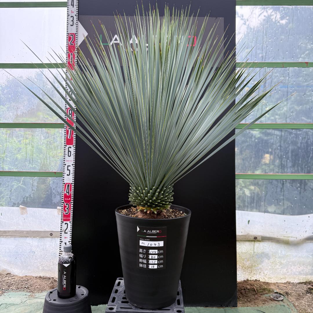 【AL1043】ユッカ　ロストラータ　ランチョブルー　数量限定販売