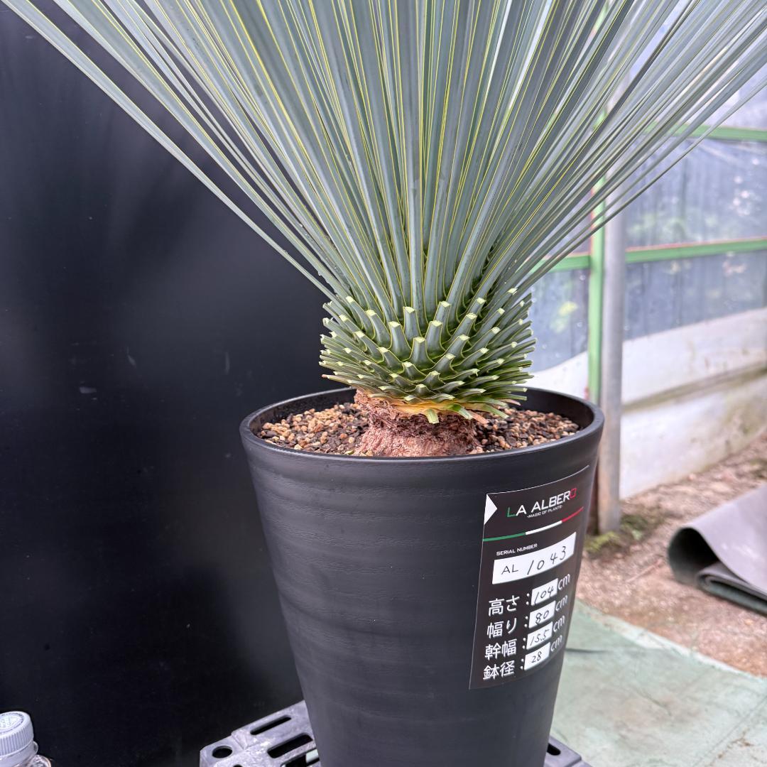 【AL1043】ユッカ　ロストラータ　ランチョブルー　数量限定販売