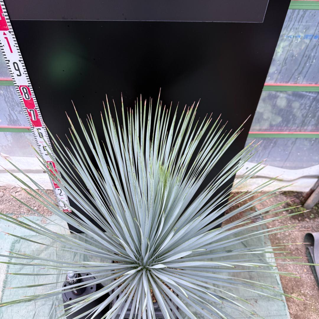 【AL1043】ユッカ　ロストラータ　ランチョブルー　数量限定販売