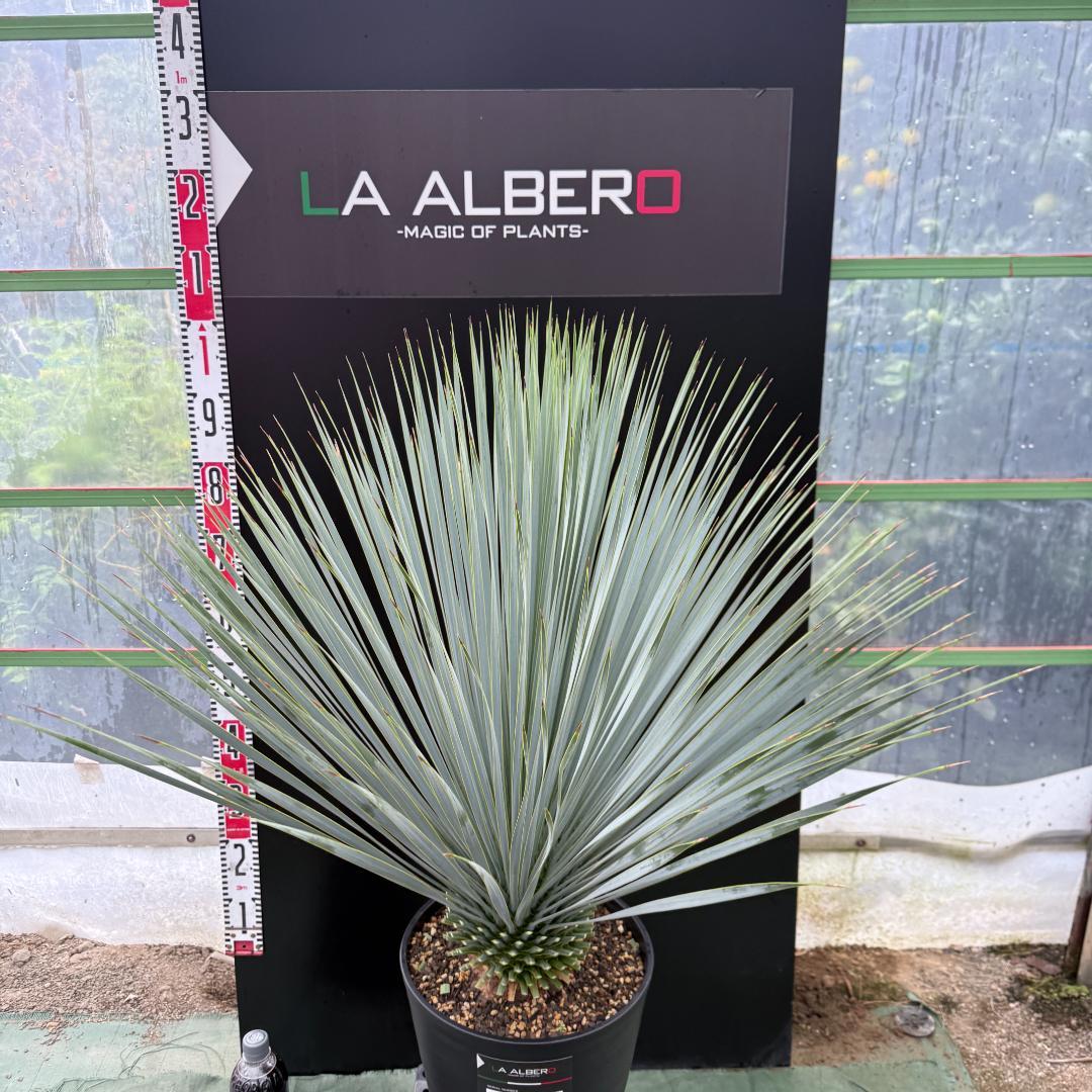 【AL1043】ユッカ　ロストラータ　ランチョブルー　数量限定販売