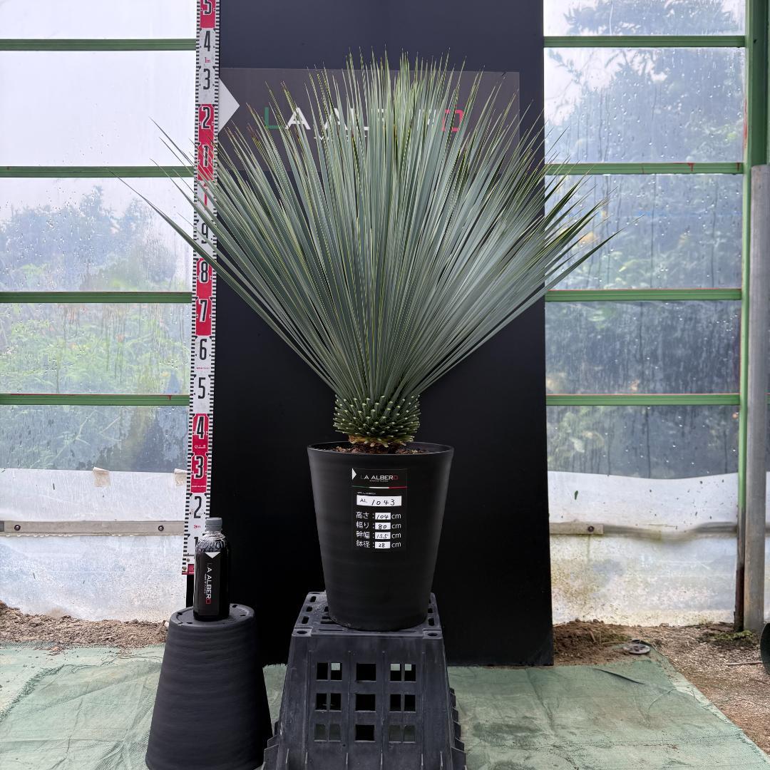 【AL1043】ユッカ　ロストラータ　ランチョブルー　数量限定販売