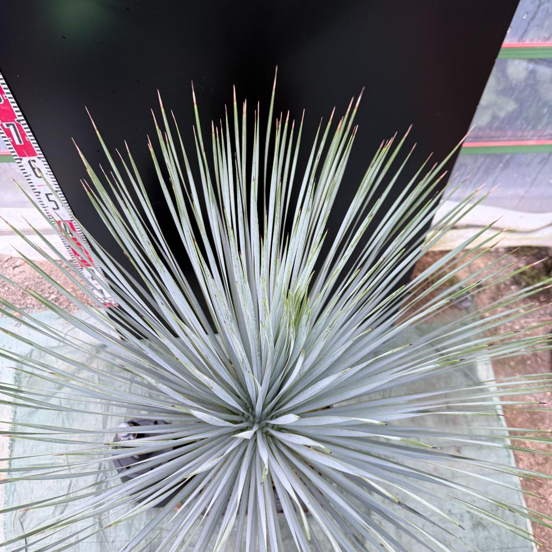 【AL1043】ユッカ　ロストラータ　ランチョブルー　数量限定販売