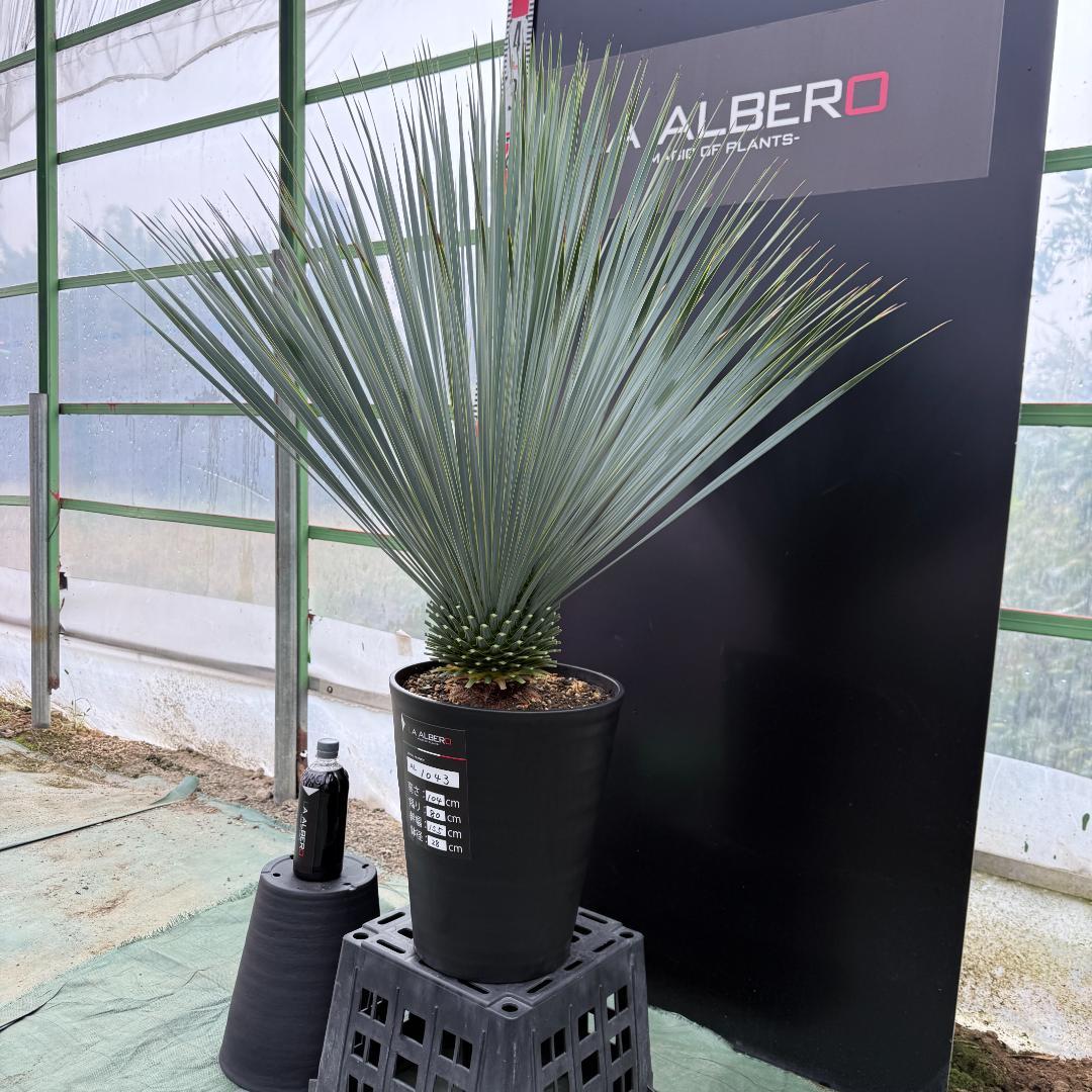 【AL1043】ユッカ　ロストラータ　ランチョブルー　数量限定販売