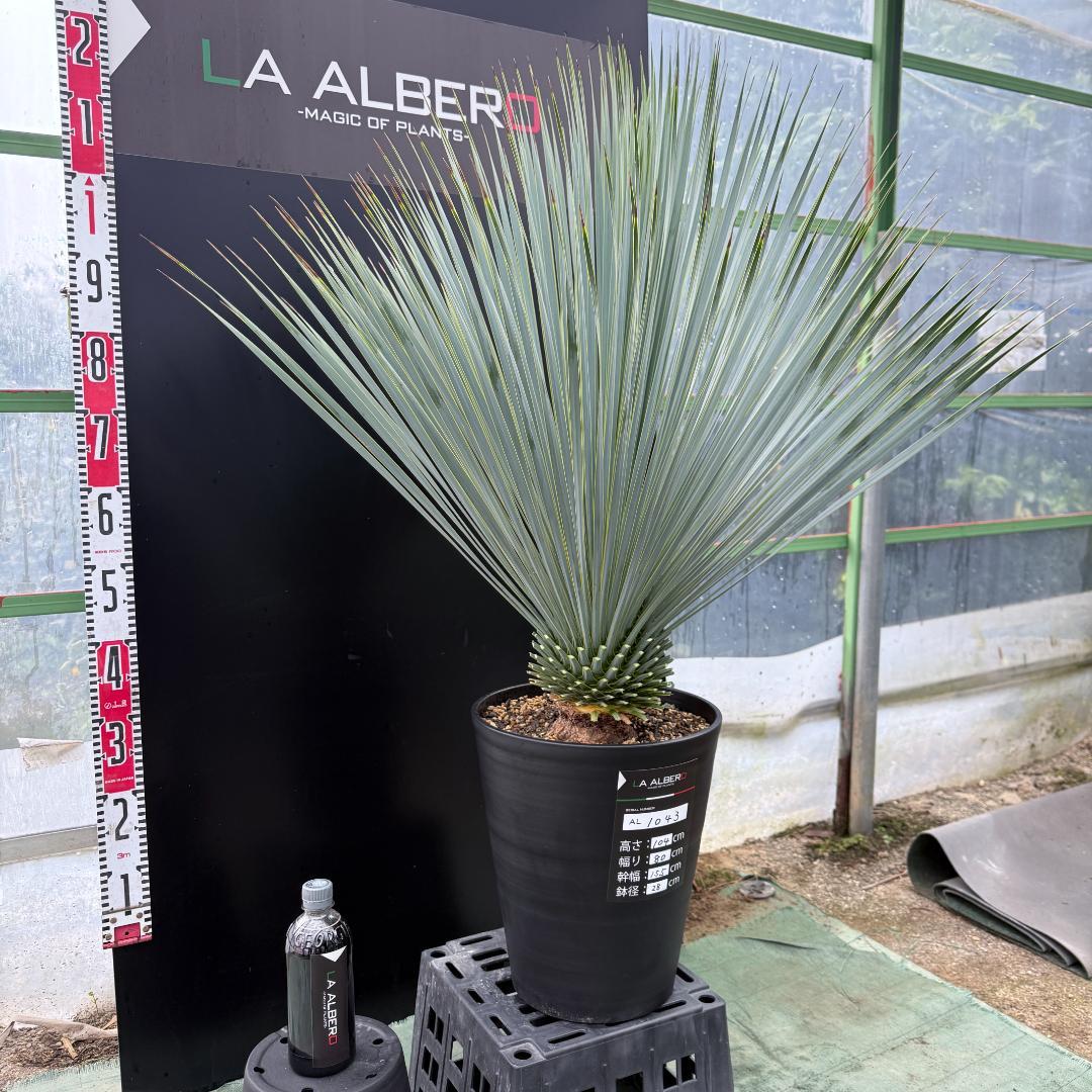 【AL1043】ユッカ　ロストラータ　ランチョブルー　数量限定販売